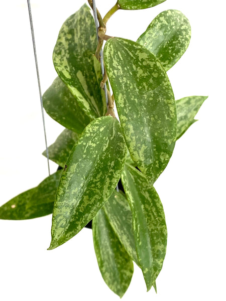 Hoya rangsan