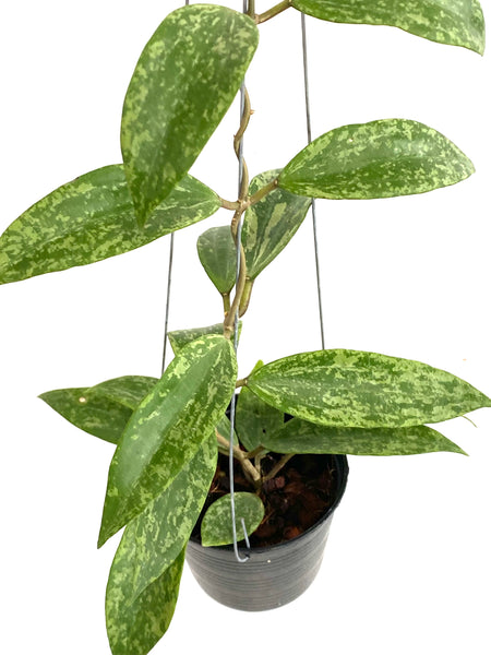 Hoya rangsan