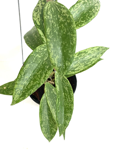 Hoya rangsan