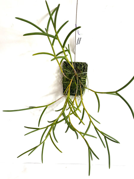 Dendrobium singaporense