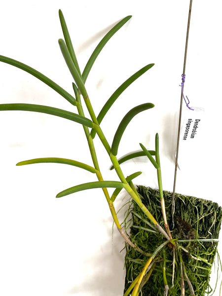 Dendrobium singaporense
