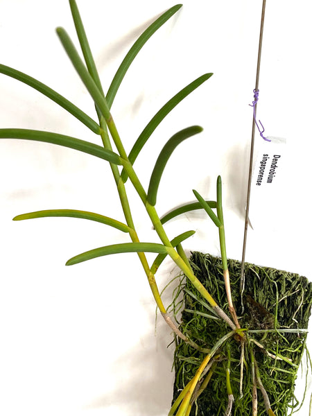 Dendrobium singaporense