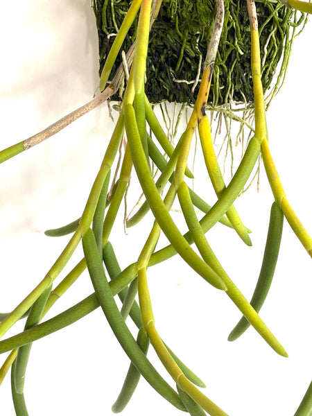 Dendrobium singaporense