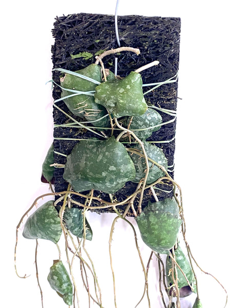 Hoya Imbricata on fern bark