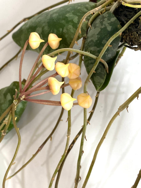Hoya Imbricata on fern bark