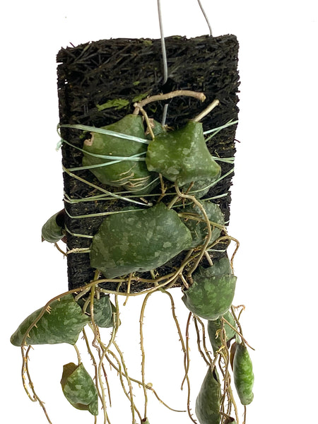Hoya Imbricata on fern bark