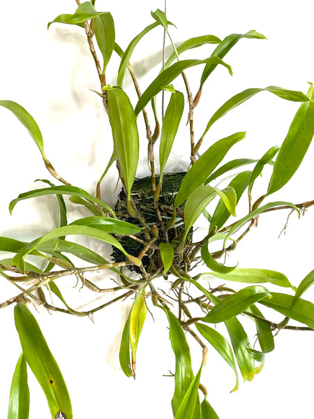 Dendrochilum pallidiflavens