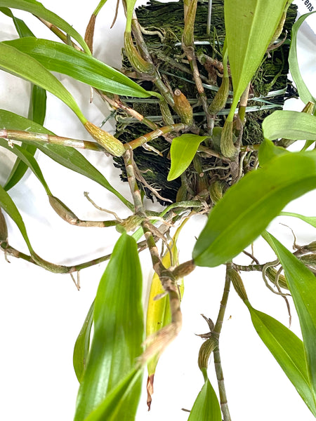 Dendrochilum pallidiflavens