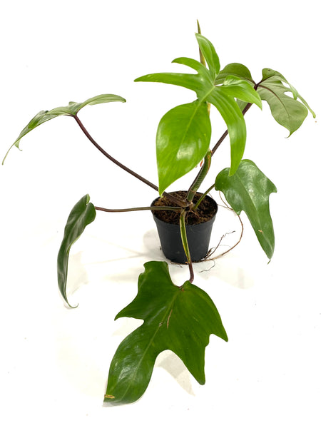 philodendron florida