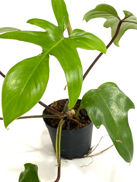 philodendron florida