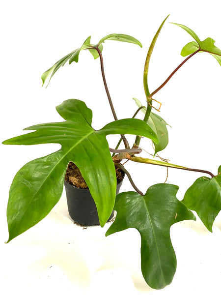 philodendron florida