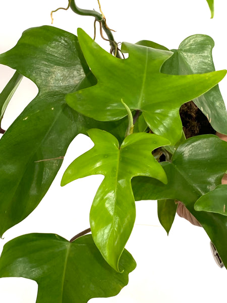 philodendron florida