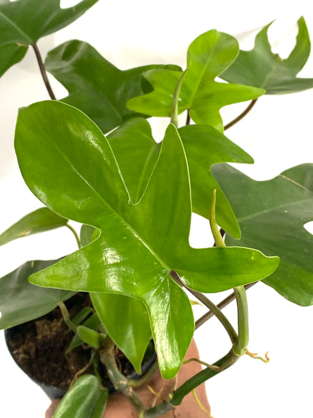 philodendron florida