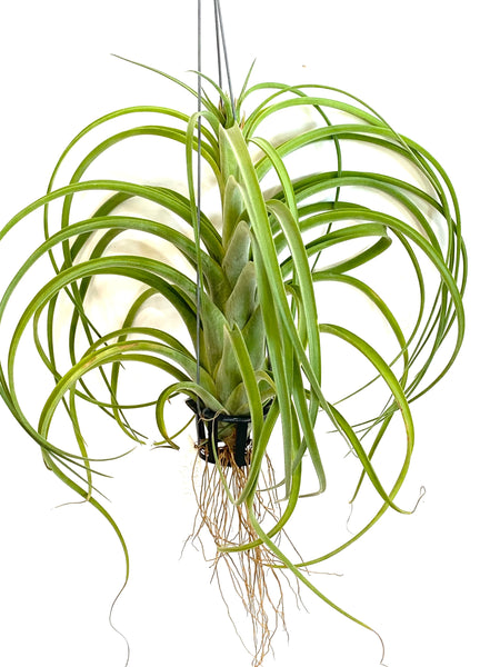 Tillandsia Caput x Brachy