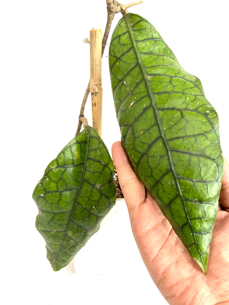 Hoya sp (b)