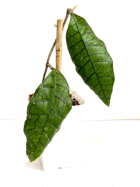 Hoya sp (b)
