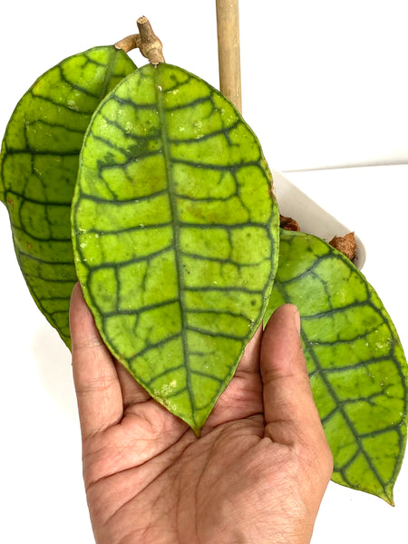Hoya sp Kalimantan