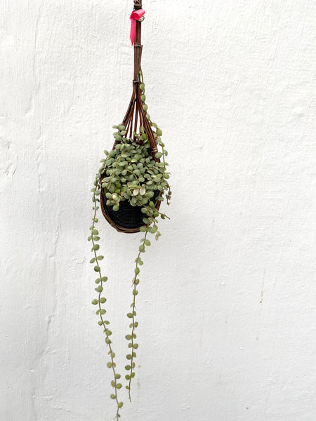 Dischidia nummularia Variegated in Hanging Basket