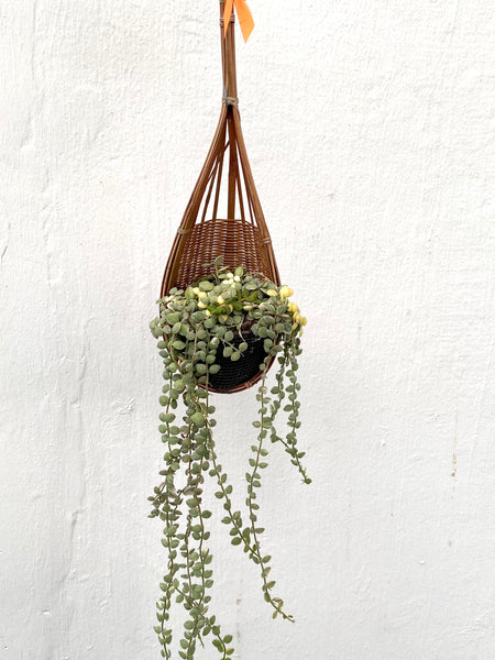 Dischidia nummularia Variegated in Hanging Basket
