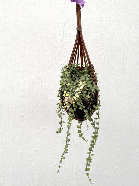 Dischidia nummularia Variegated in Hanging Basket