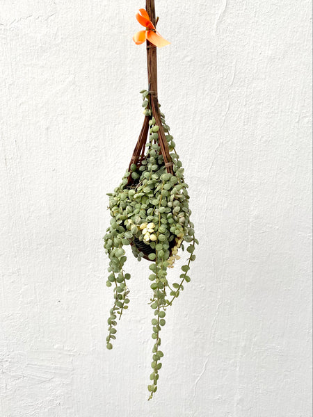 Dischidia nummularia Variegated in Hanging Basket
