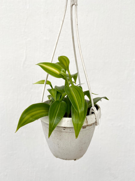 Vanilla planifolia