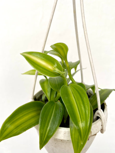 Vanilla planifolia