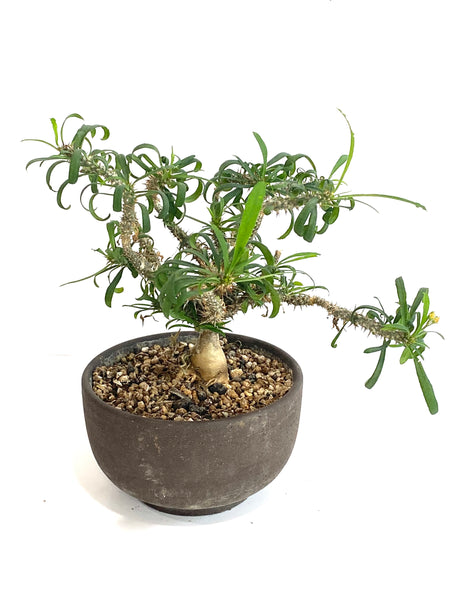 Pachypodium succulentum in Zen bonsai pot