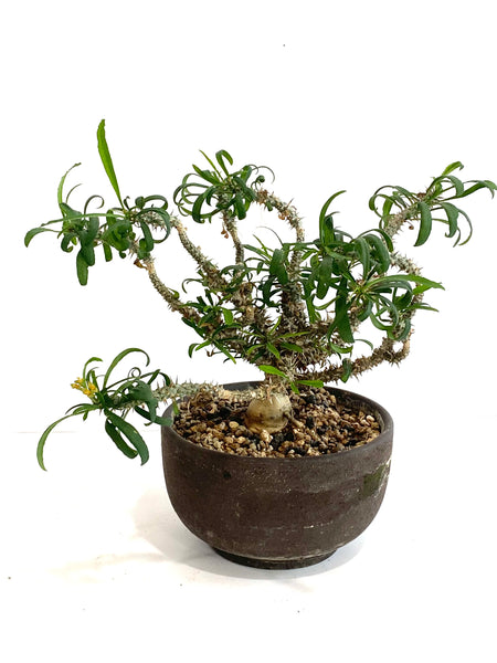 Pachypodium succulentum in Zen bonsai pot