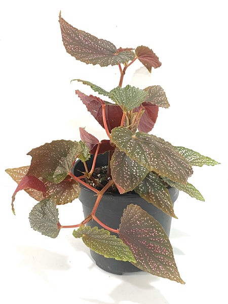 Begonia sp