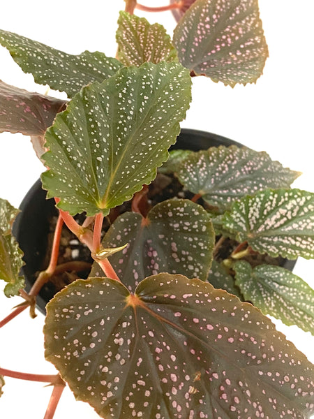 Begonia sp