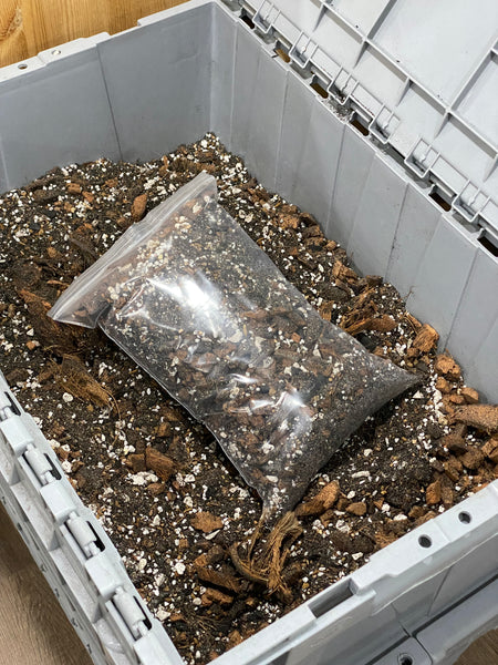 Tropical Rainforest Ground Potting Mix B (Alocasias and Caladiums)