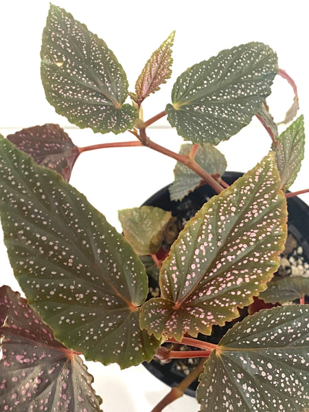 Begonia sp
