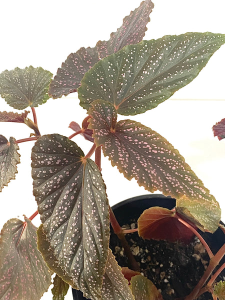 Begonia sp