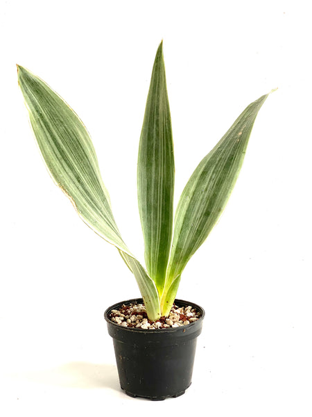 Sansevieria siam silver metallica