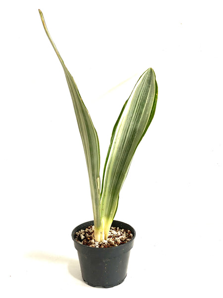 Sansevieria siam silver metallica