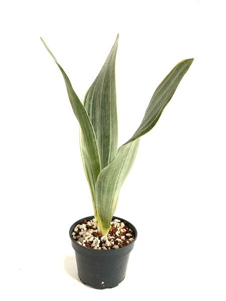 Sansevieria siam silver metallica