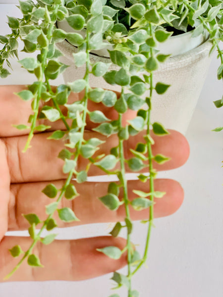 Dischidia ruscifolia Variegata (Variegated Million Hearts)