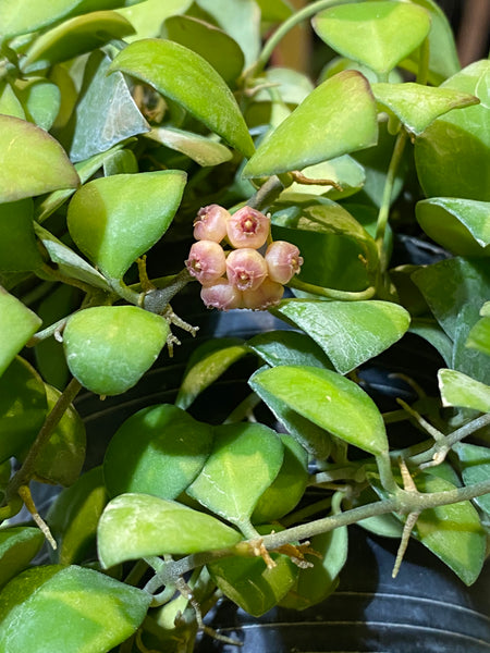 Hoya heuschkeliana yellow