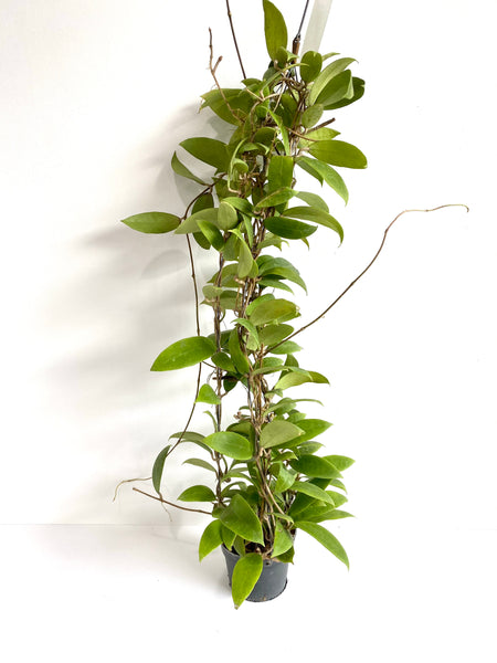 Hoya bhutanica