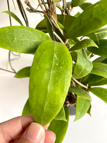 Hoya bhutanica