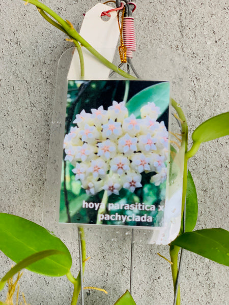 Hoya parasitica X pachyclada