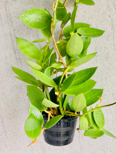 Hoya parasitica X pachyclada
