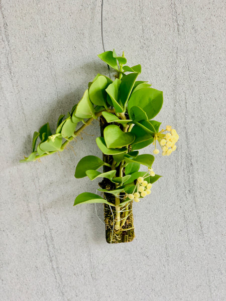 Hoya pachyclada on drift wood