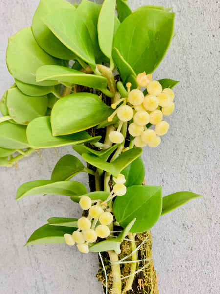 Hoya pachyclada on drift wood
