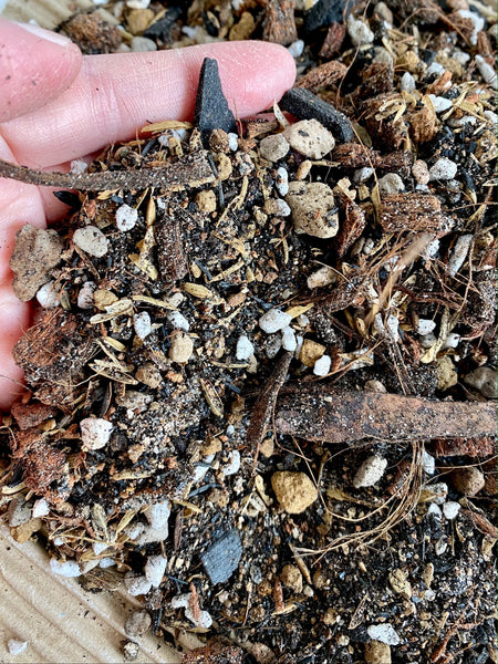Tropical Rainforest Ground Potting Mix B (Alocasias and Caladiums)