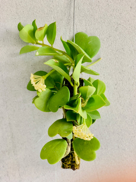 Hoya kerrii & H. pachyclada on Drift wood