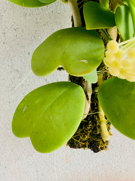 Hoya kerrii & H. pachyclada on Drift wood