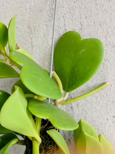 Hoya kerrii & H. pachyclada on Drift wood
