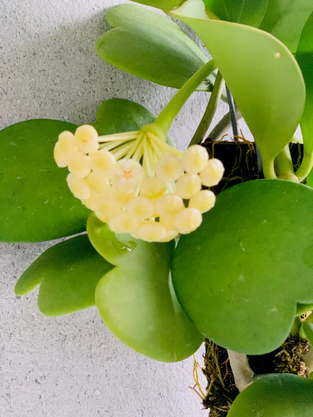 Hoya kerrii & H. pachyclada on Drift wood